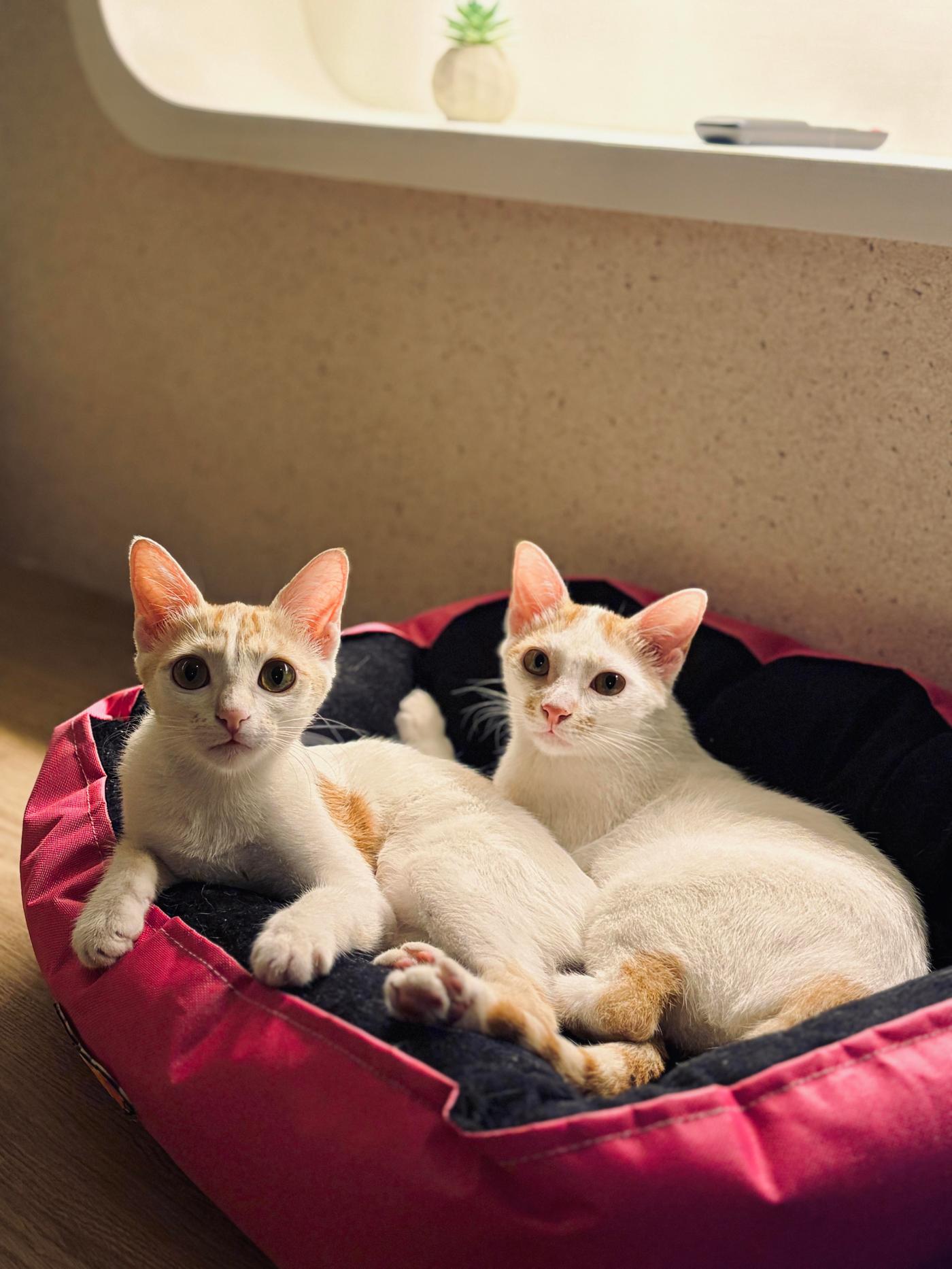 Adopt Chai and Latte, bonded sister kittens — Pune