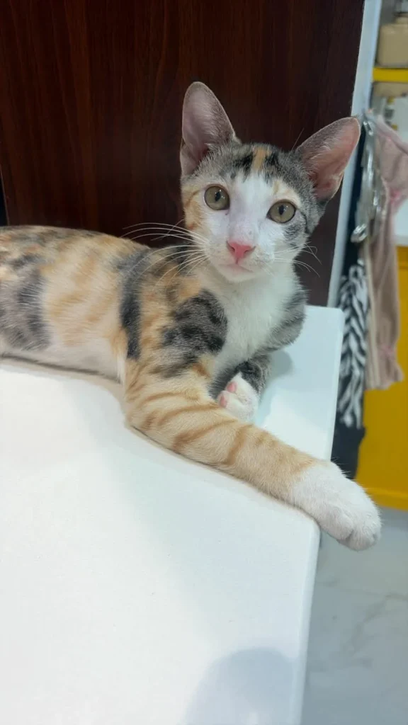 Adopt Hari and Shree - pet in Delhi NCR