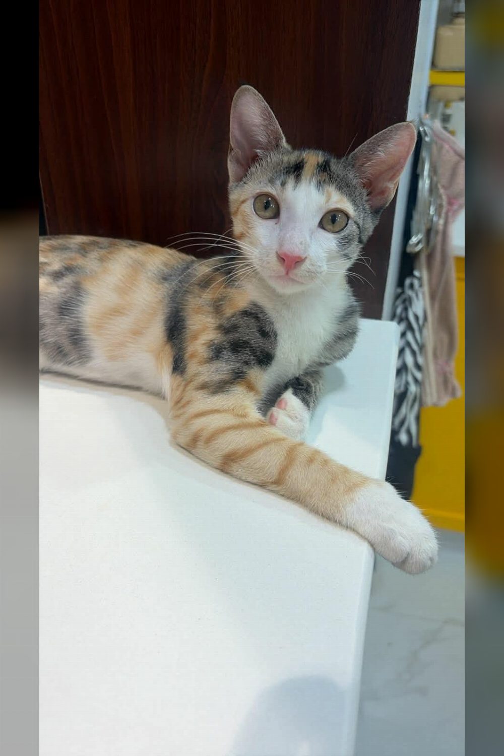 Adopt Hari and Shree β Delhi NCR