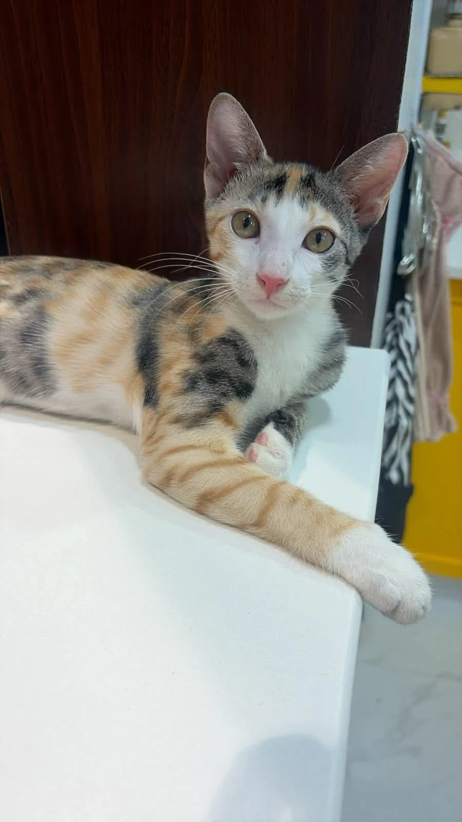 Adopt Hari and Shree in Delhi NCR