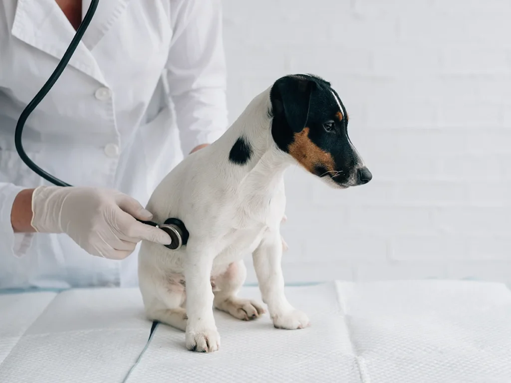 Puppy being examined with a stethoscope at the vet during a checkup