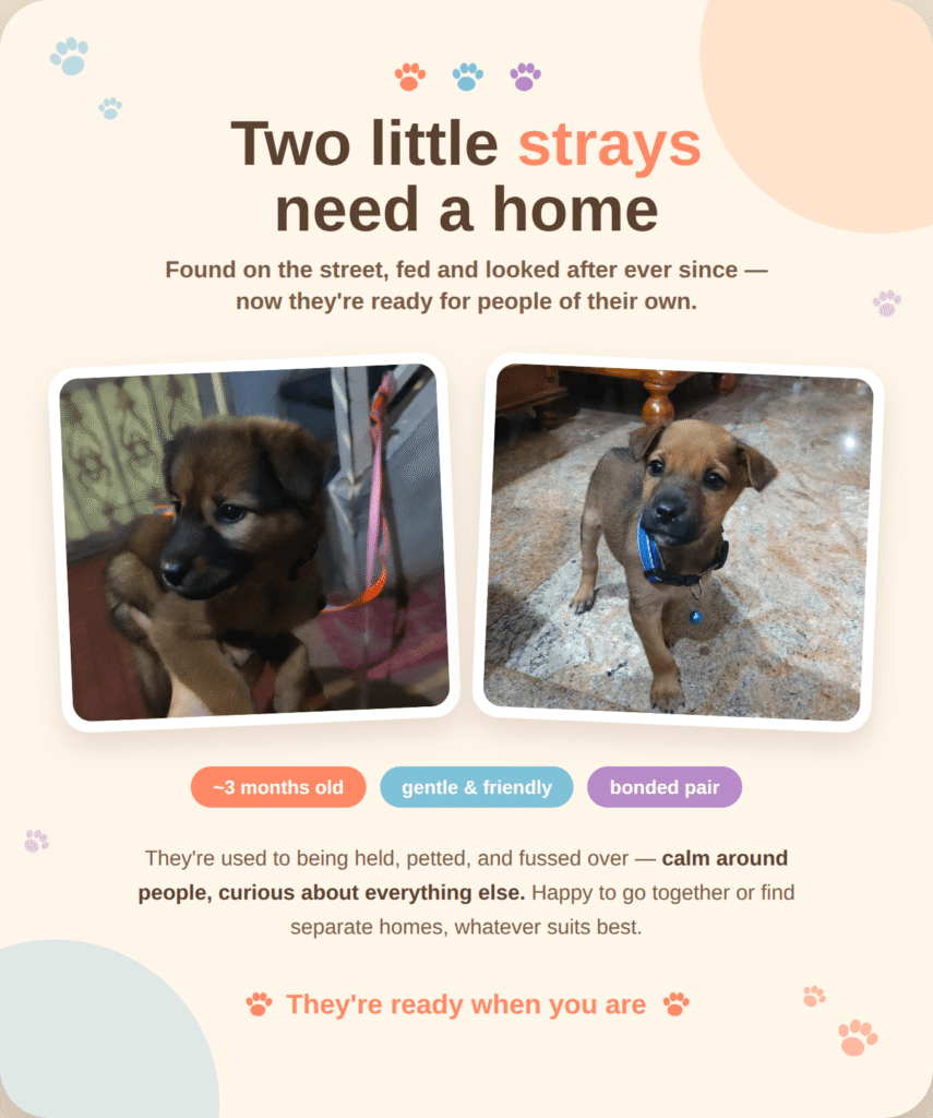 Kiwi and Kanna looking for a forever home - pet for adoption in Bengaluru