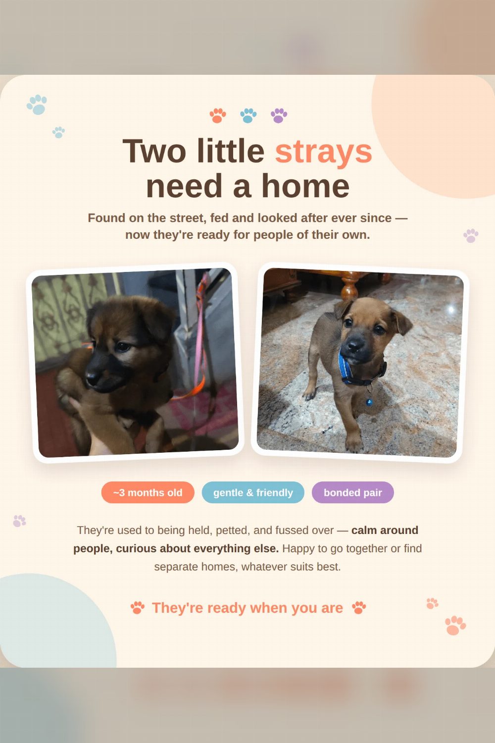Kiwi and Kanna looking for a forever home β Bengaluru