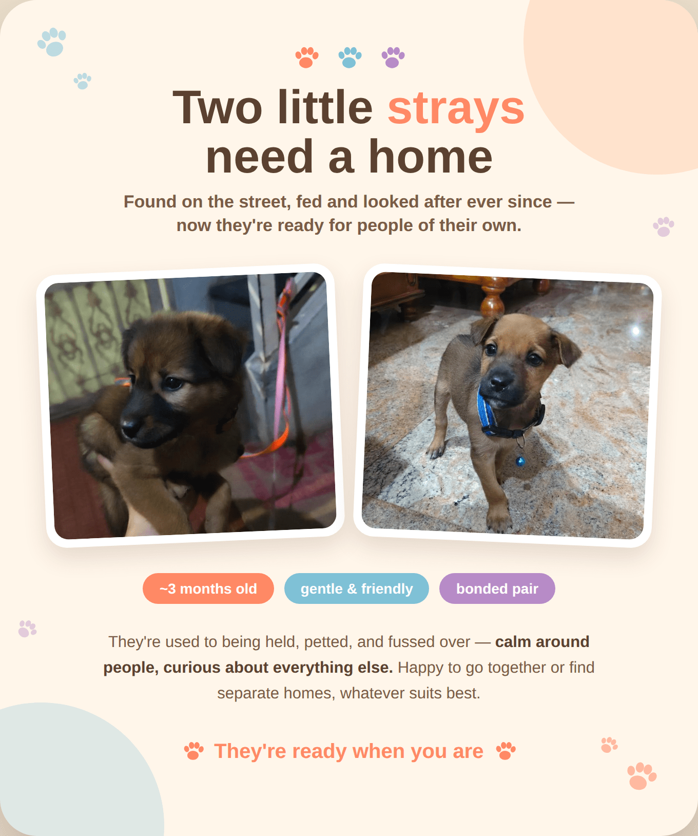 Kiwi and Kanna looking for a forever home — Bengaluru