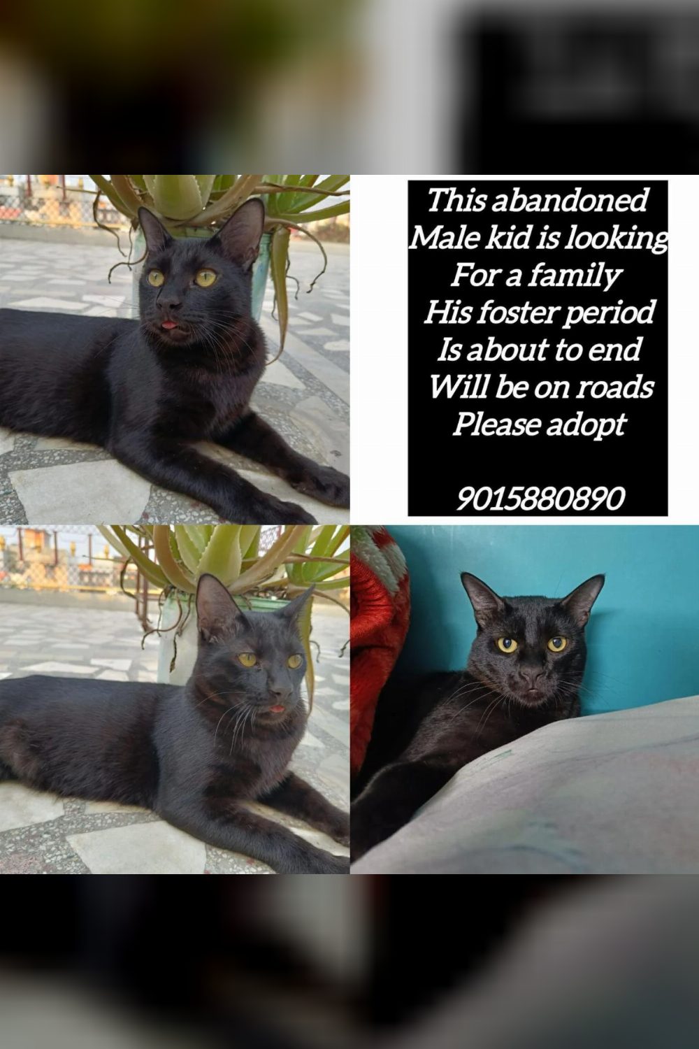 A black cat in Delhi whose foster period is about to run out