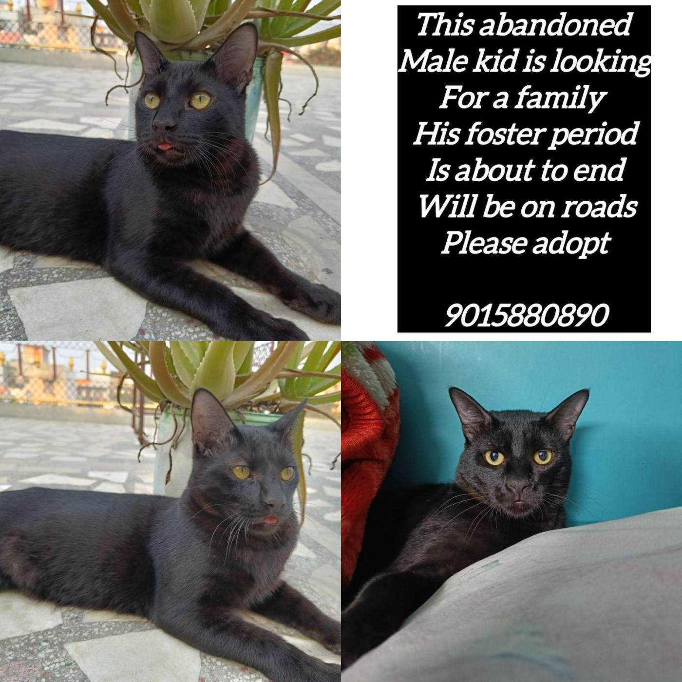 A black cat in Delhi whose foster period is about to run out