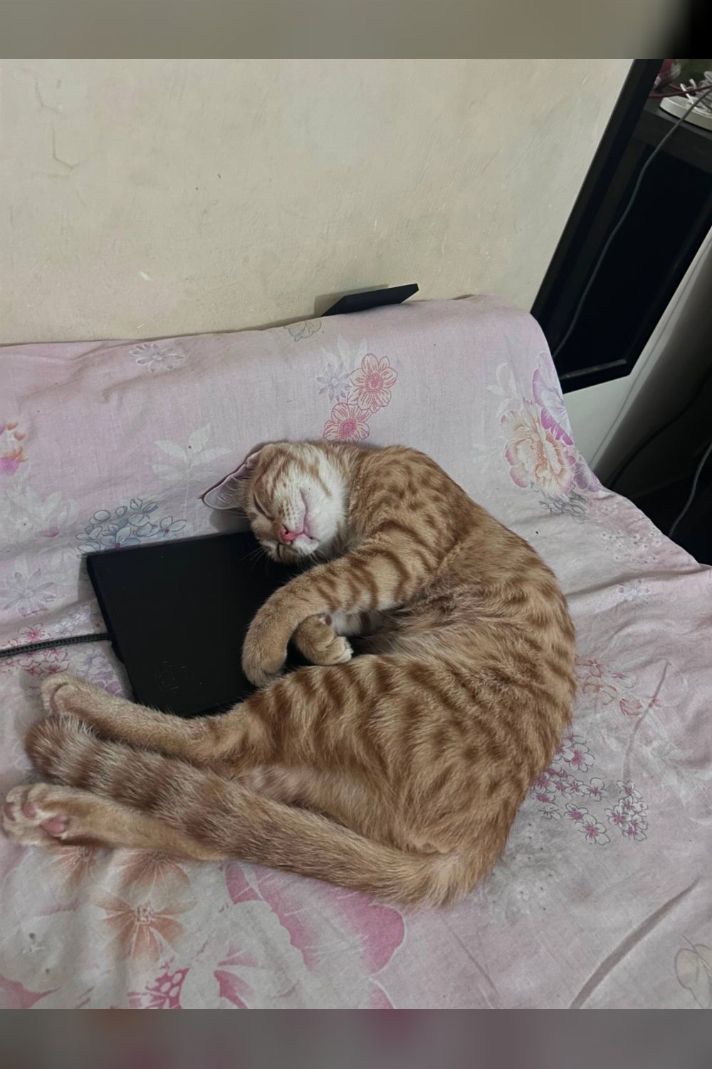 Looking for a forever home for kiki — Delhi NCR