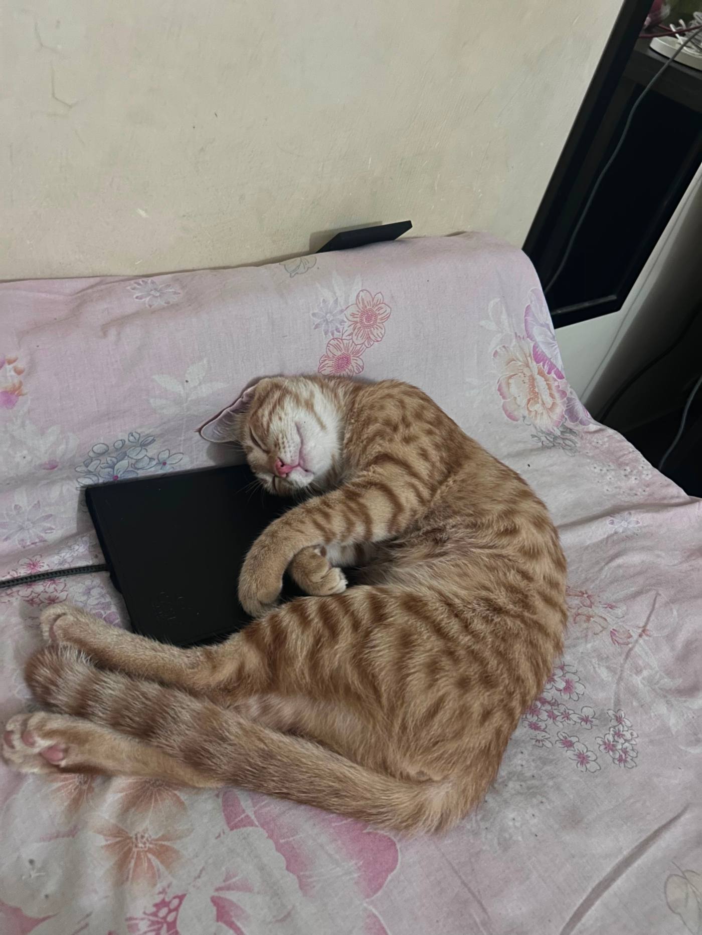 Looking for a forever home for kiki — Delhi NCR