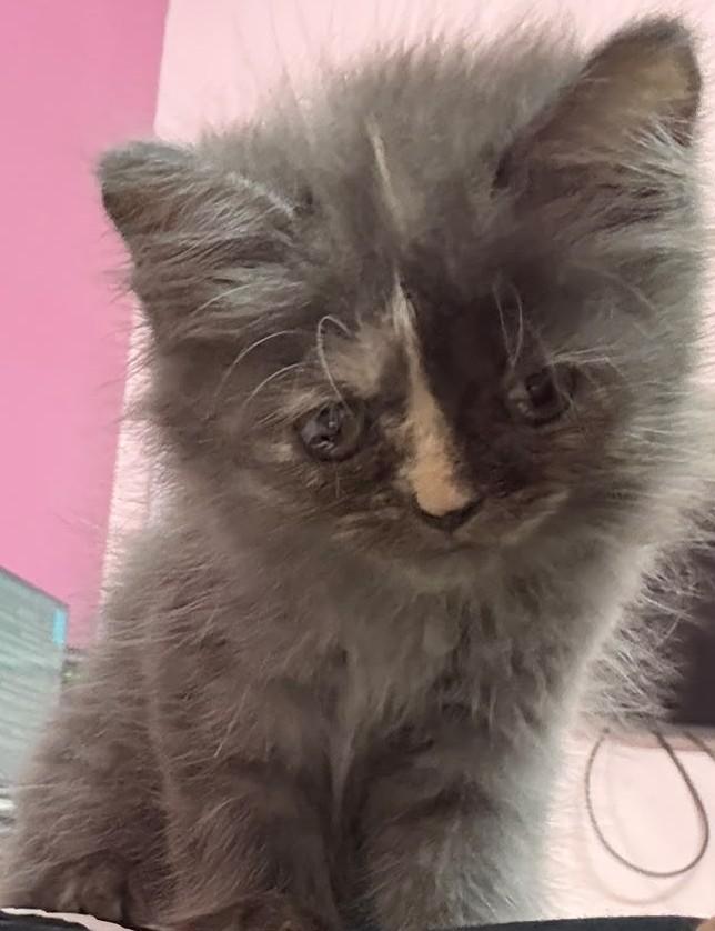Kittys for adoption hyderabad - pet in Hyderabad