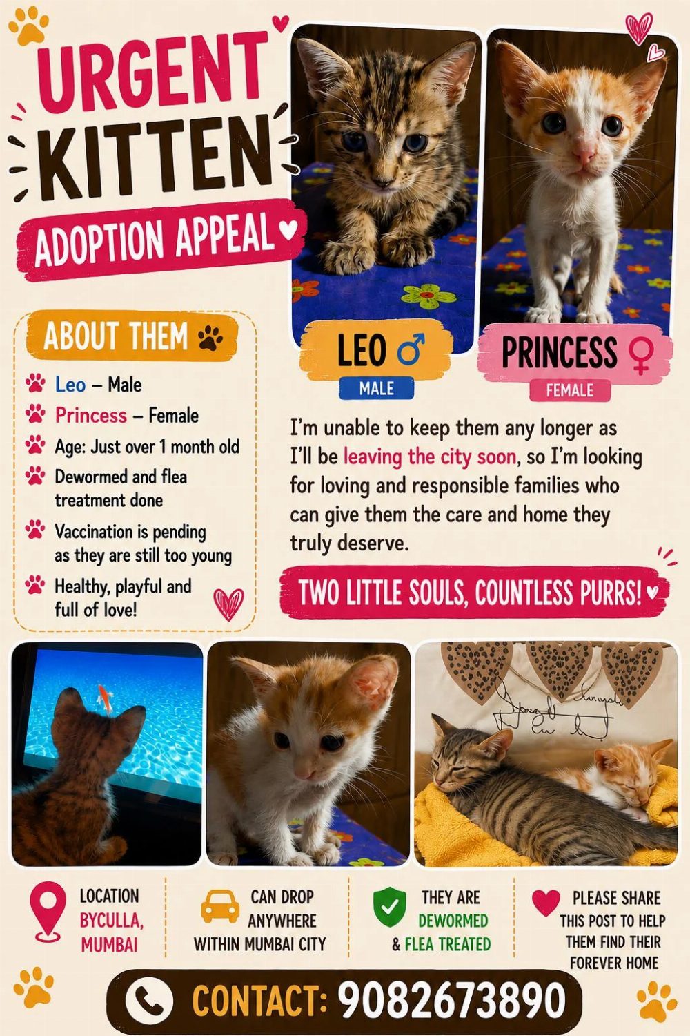 Leo and Princess, two kittens just over a month old, need homes — Mumbai
