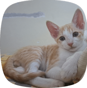 Urgent: Need help for an abandoned kitten