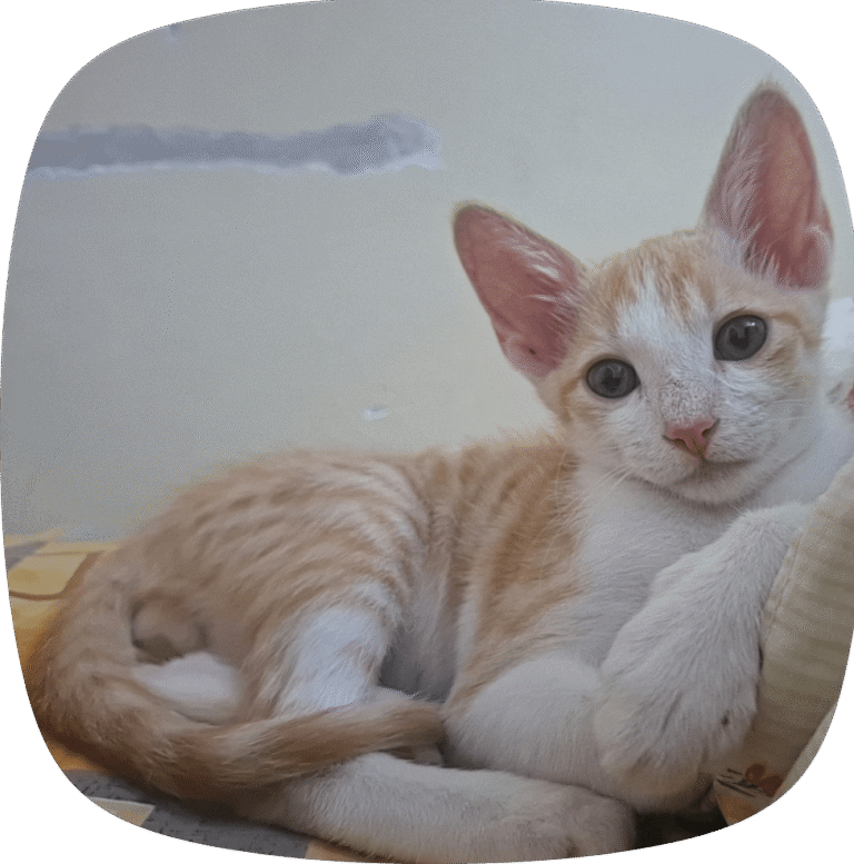 Urgent: Need help for an abandoned kitten, adoptable cat in Bengaluru