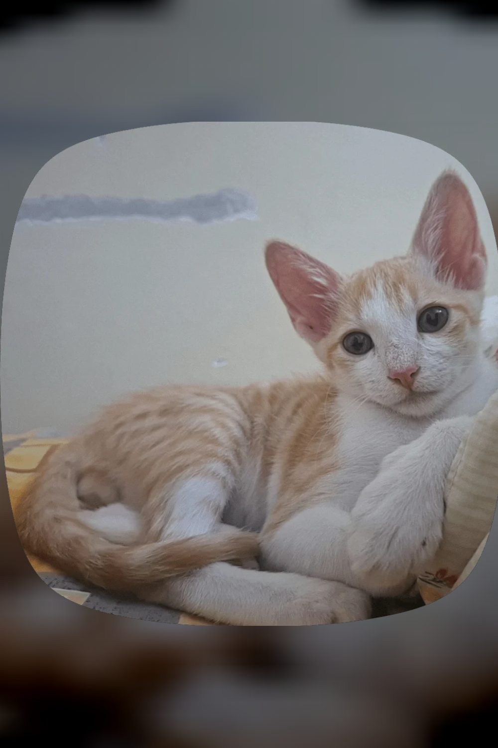 Urgent: Need help for an abandoned kitten — Bengaluru