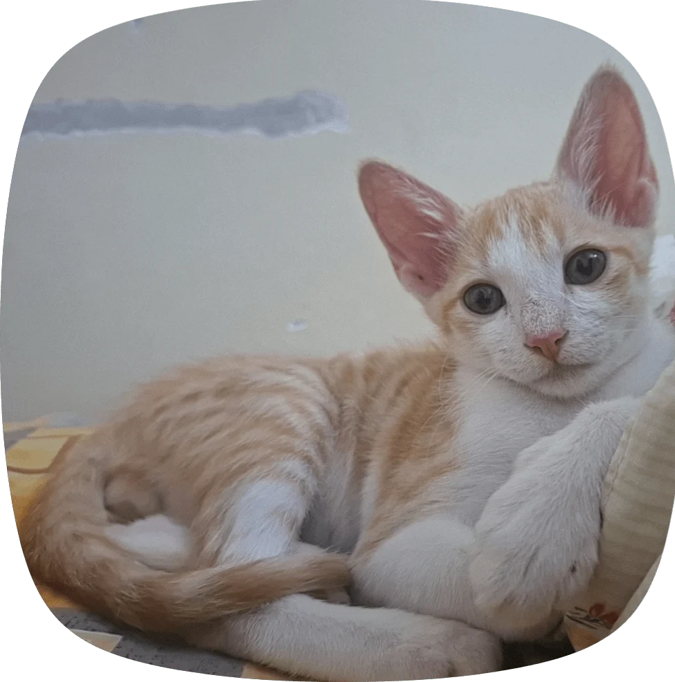 Urgent: Need help for an abandoned kitten in Bangalore - kitten for adoption in Bengaluru