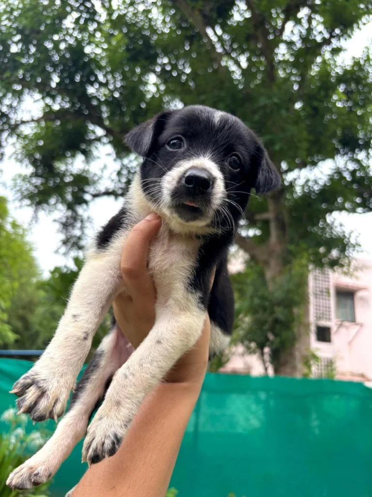 Five one-month-old indie puppies of Bambi, up for adoption in Jhansi