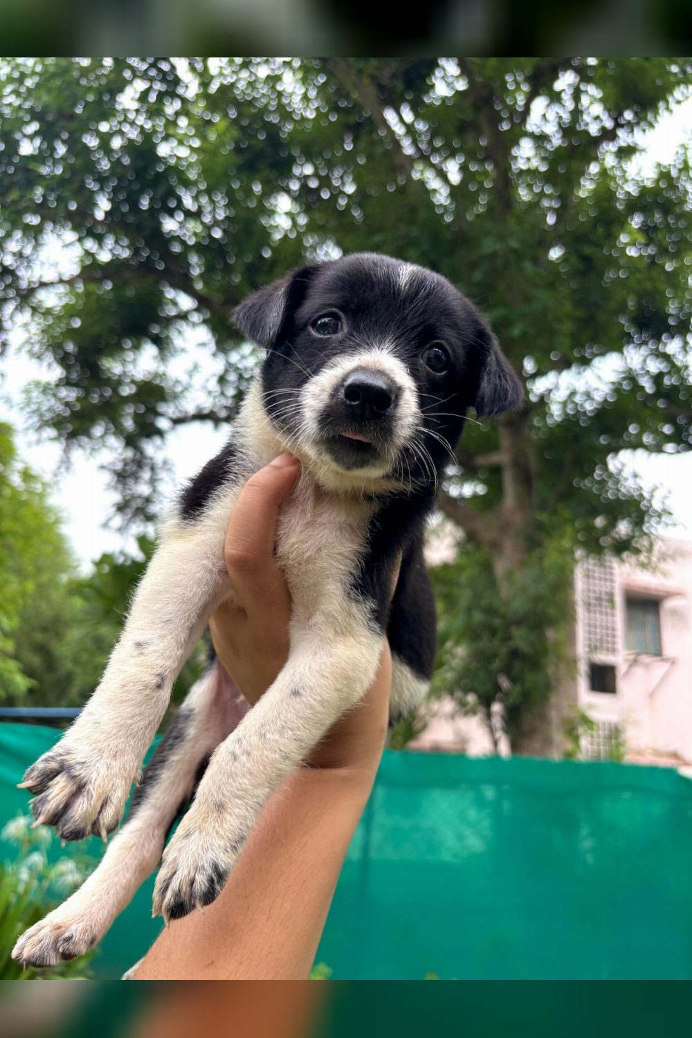 Puppies for adoption — Jhansi