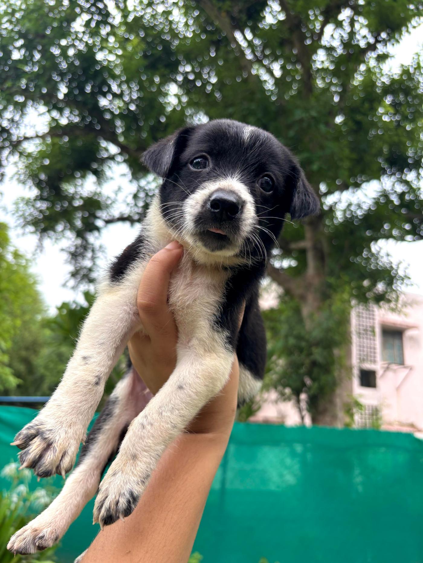 Puppies for adoption — Jhansi