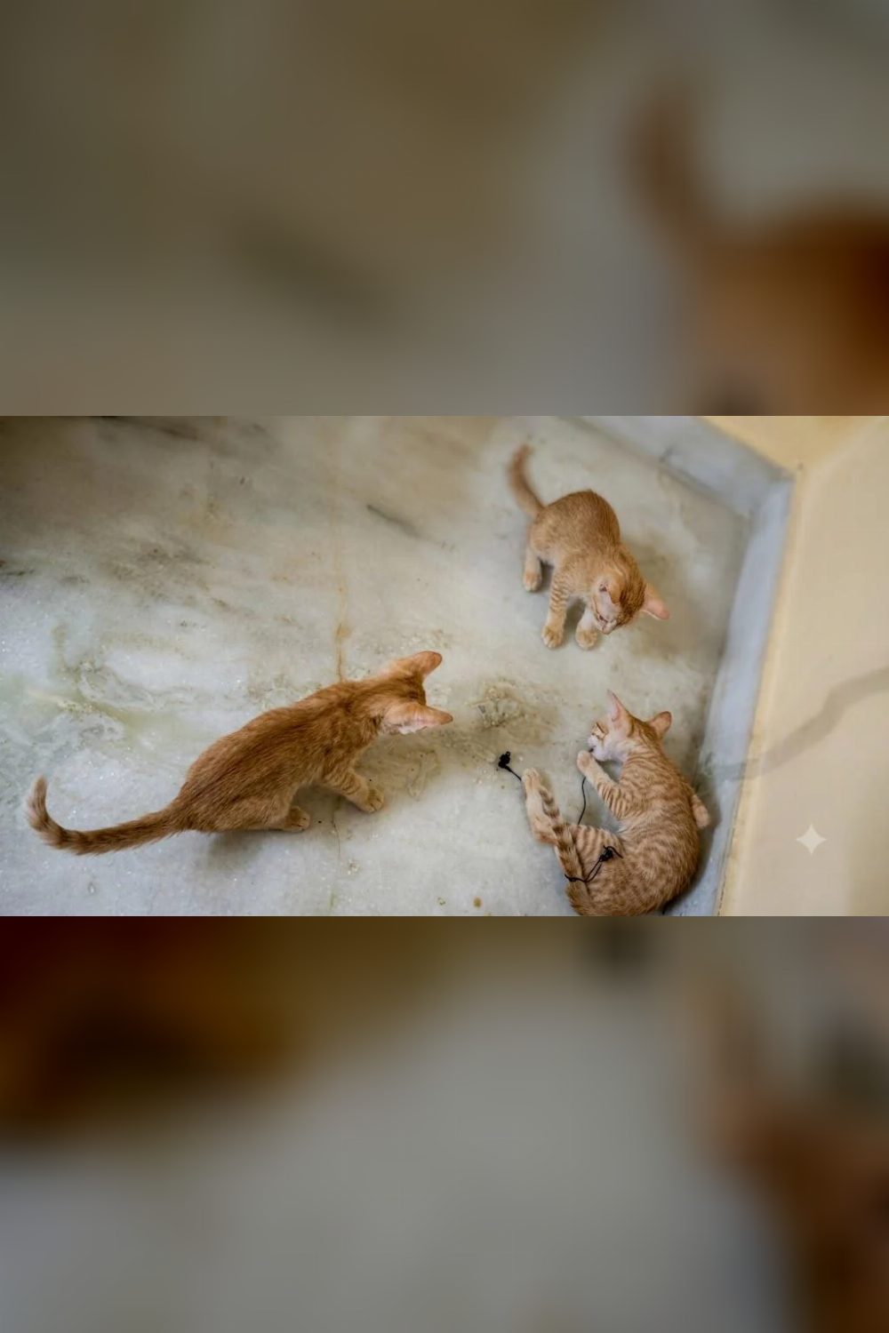 3 Ginger Kittens Need a Loving Home — Hyderabad