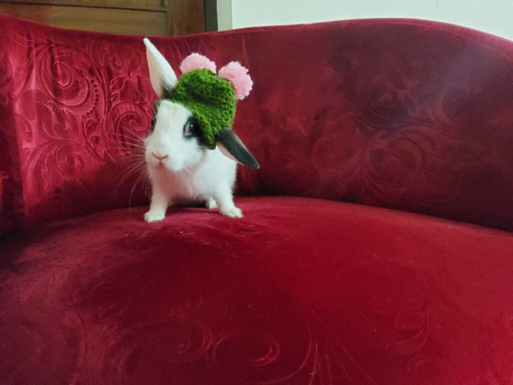Healthy rescued rabbits available for adoption in Delhi NCR