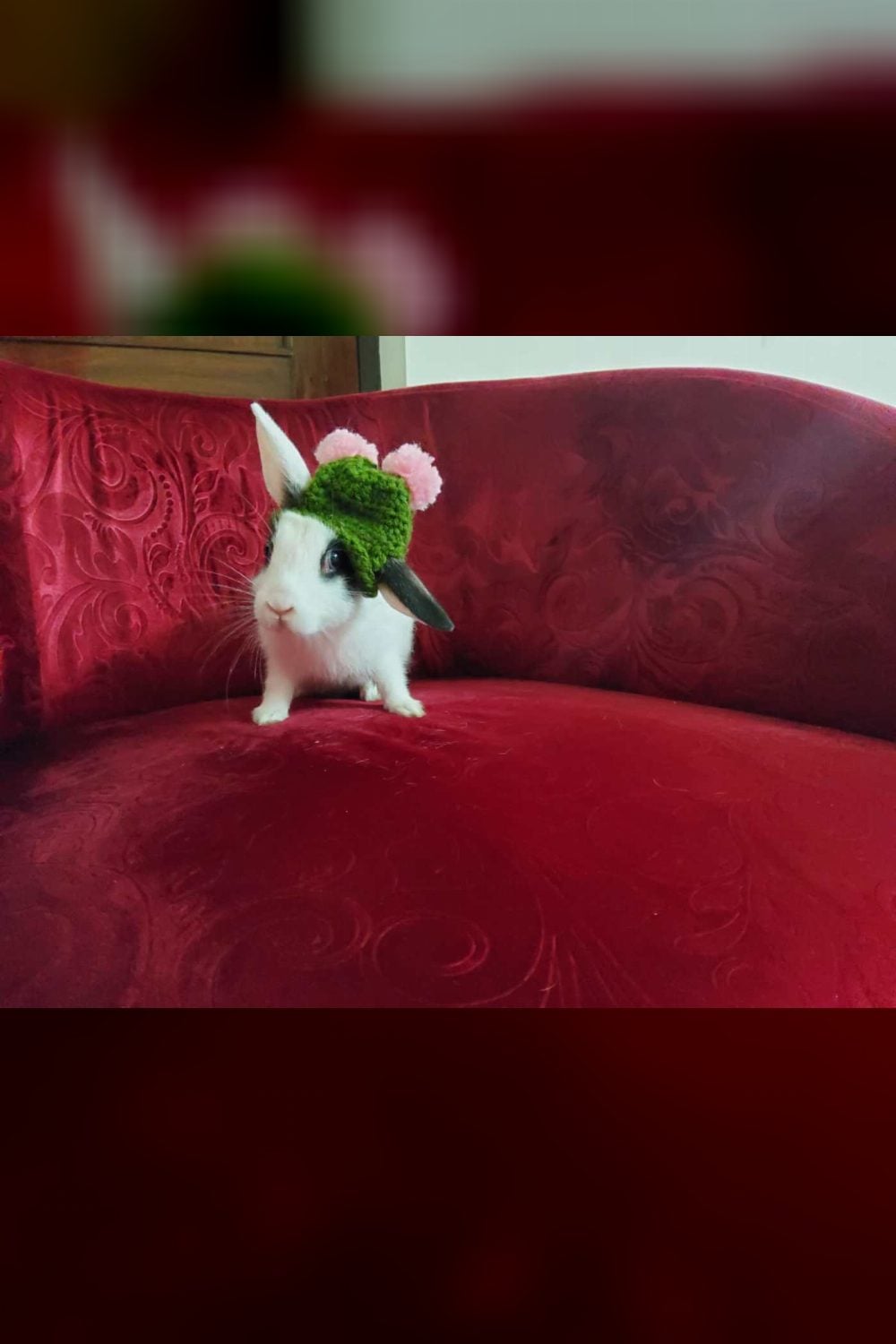 Rescued rabbits available for adoption across North India — Delhi NCR