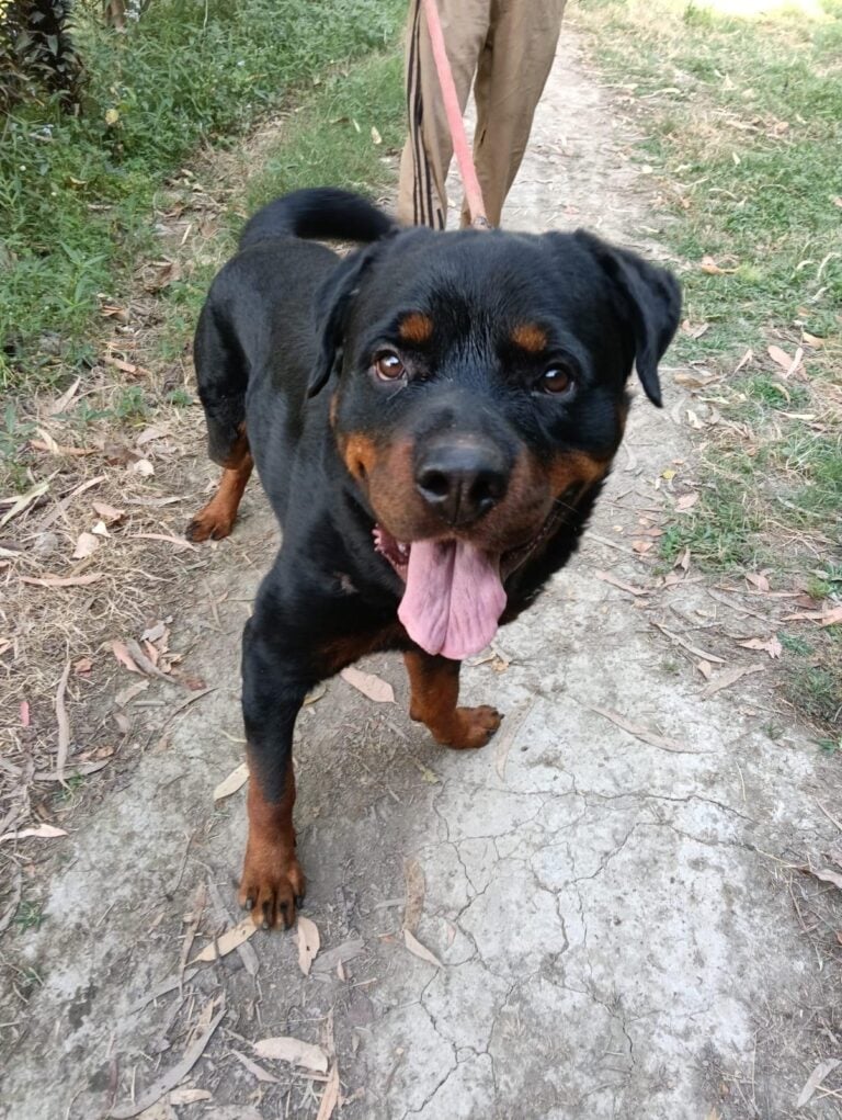 Adopt Veeru, a gentle 2-year-old Rottweiler who lost his owner, adoptable dog in Ramnagar