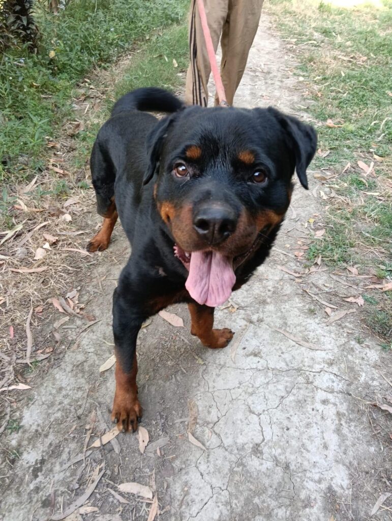 Veeru, a 2-year-old Rottweiler up for adoption in Ramnagar, Uttarakhand
