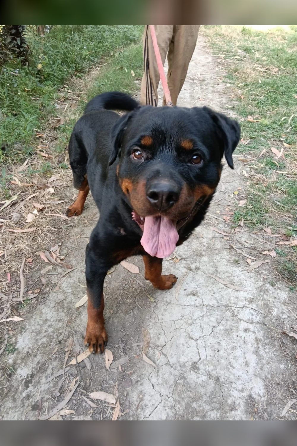 Adopt Veeru, a gentle 2-year-old Rottweiler who lost his owner — Ramnagar, Uttarakhand