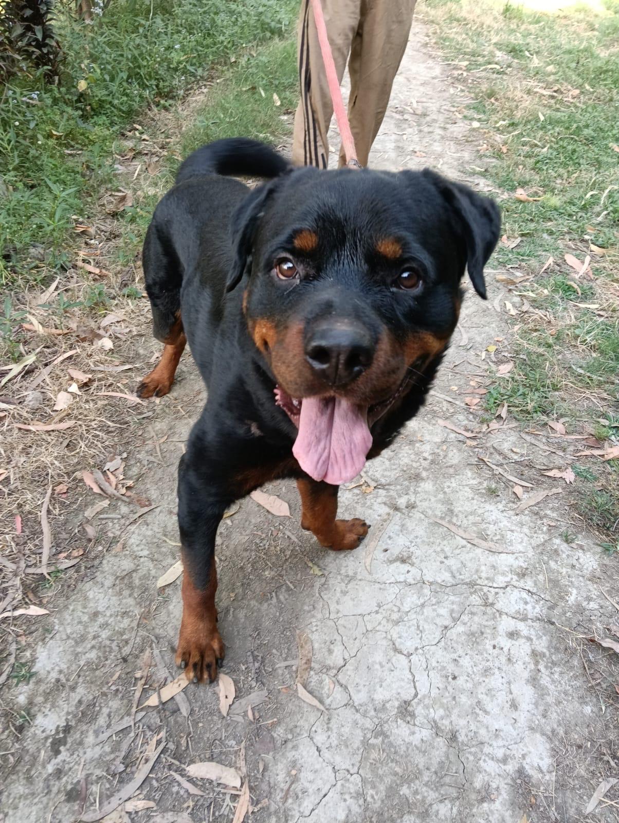Adopt Veeru, a gentle 2-year-old Rottweiler who lost his owner — Ramnagar, Uttarakhand