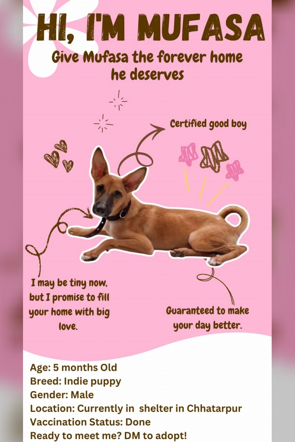 Urgent Adoption — Delhi NCR