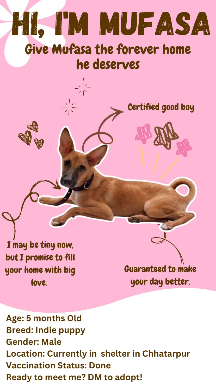 Urgent Adoption — Delhi NCR