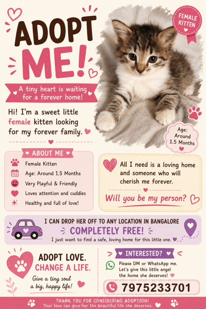 1.5-month-old female kitten looking for adoption in Bangalore