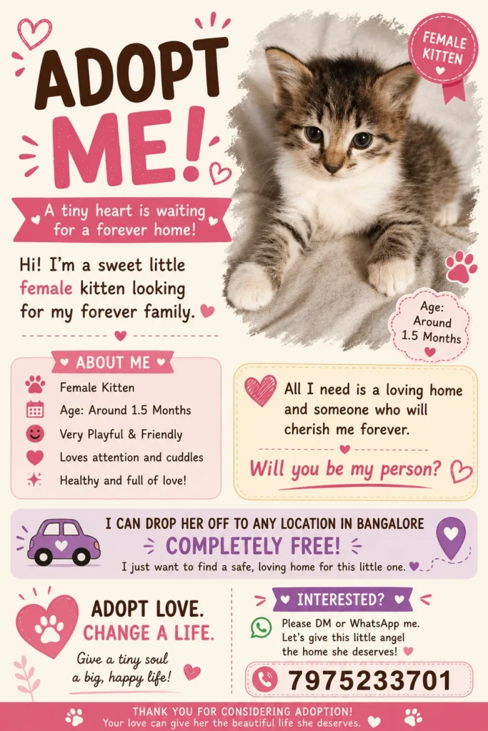 1.5-month-old female kitten looking for adoption in Bangalore