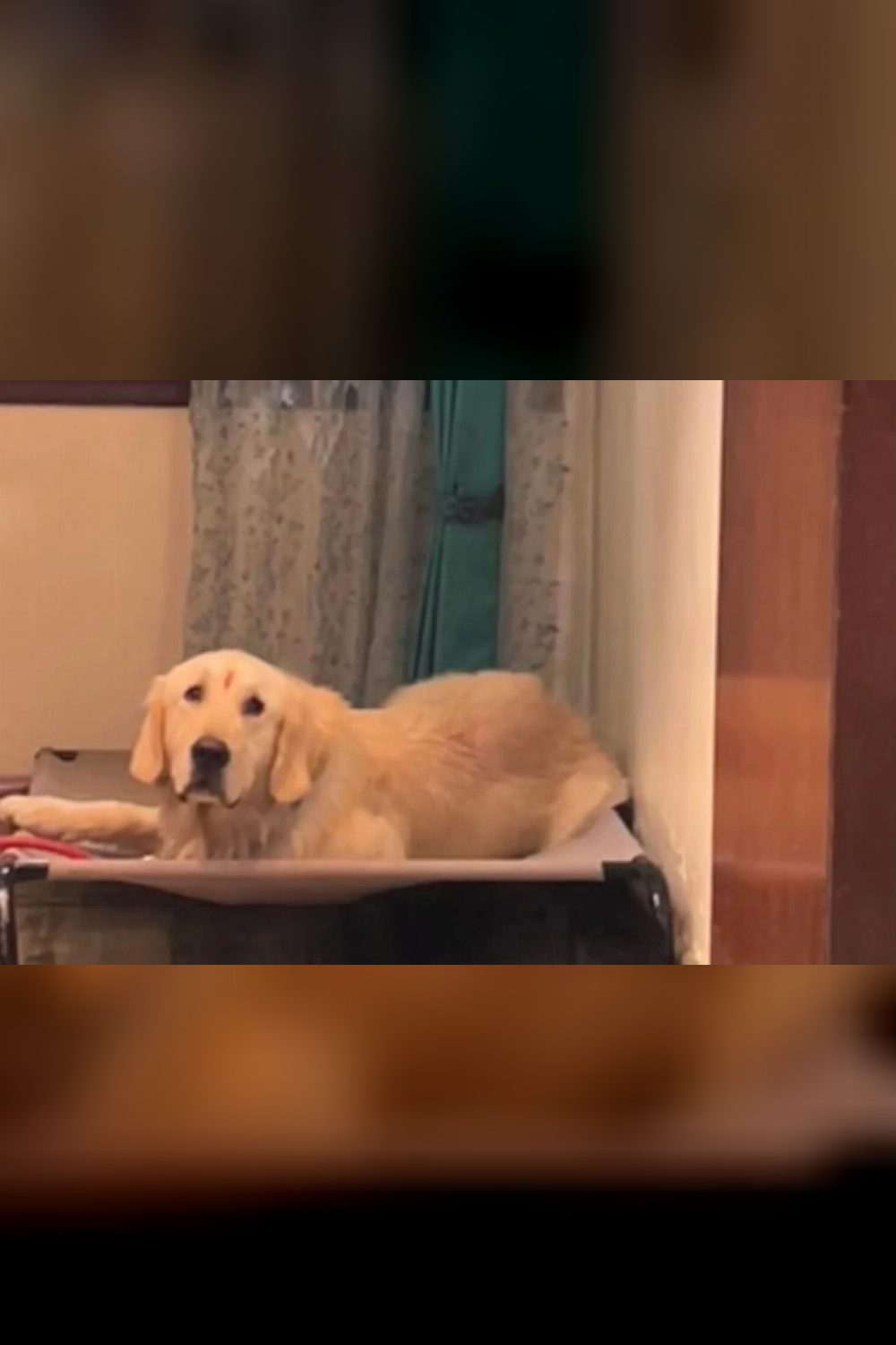 Golden retriever looking for a loving home — Bengaluru