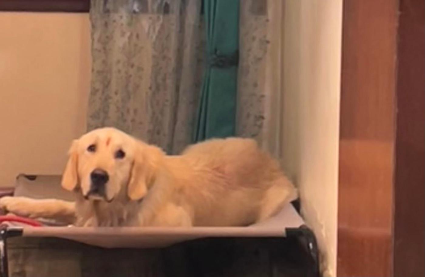 Golden retriever looking for a loving home — Bengaluru