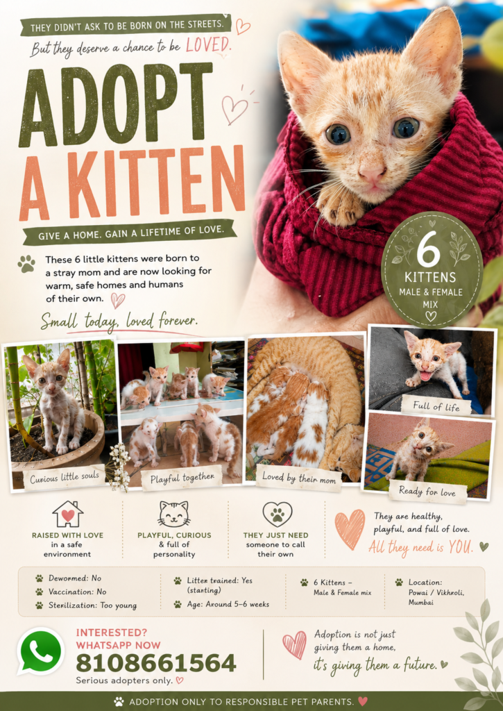 DAY 17 of Not being adopted - pet in Mumbai