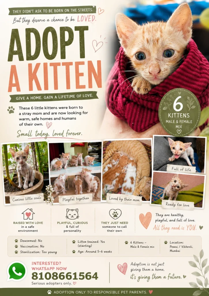 DAY 17 of Not being adopted - pet in Mumbai