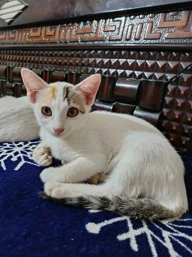 Urgent Adoption Appeal – Bangalore These 3 adorable kittens (6–7 weeks old) a... - kitten in Bengaluru
