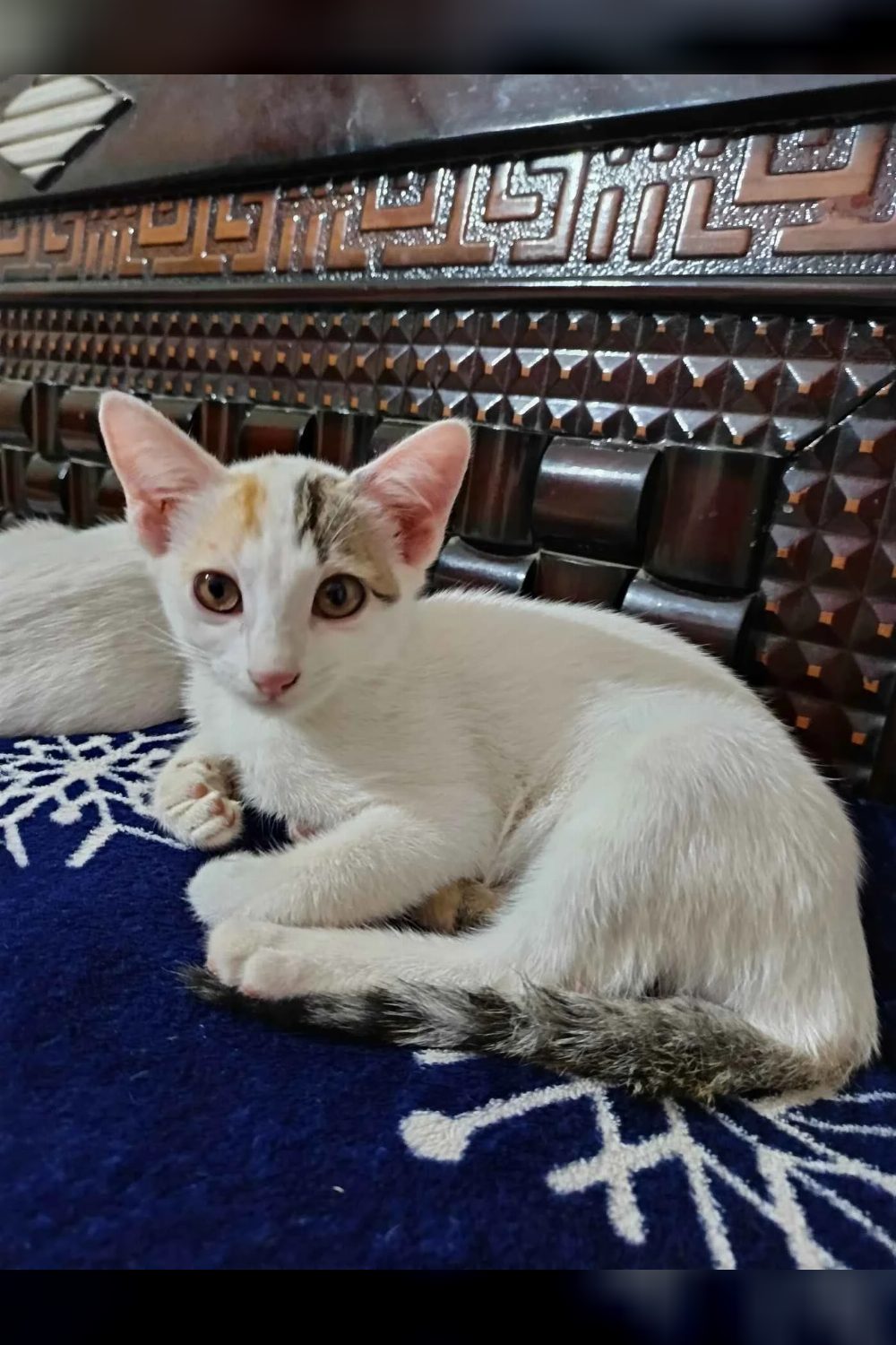 7-week-old kitten for adoption — Bengaluru