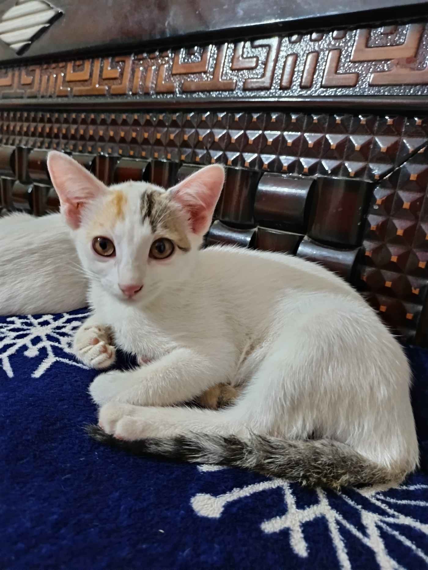 7-week-old kitten for adoption — Bengaluru