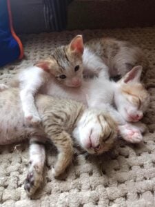 28-day-old Gurgaon kittens will be ready for adoption at 8 weeks