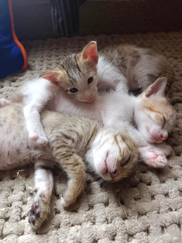28-day-old kittens up for adoption in Gurgaon