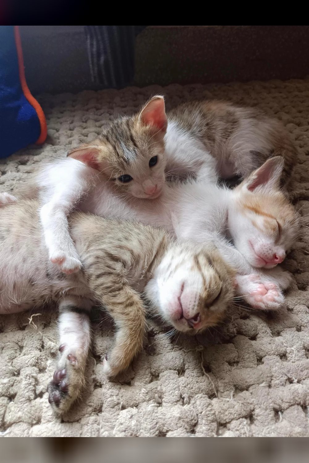 28-day-old Gurgaon kittens will be ready for adoption at 8 weeks — Delhi NCR