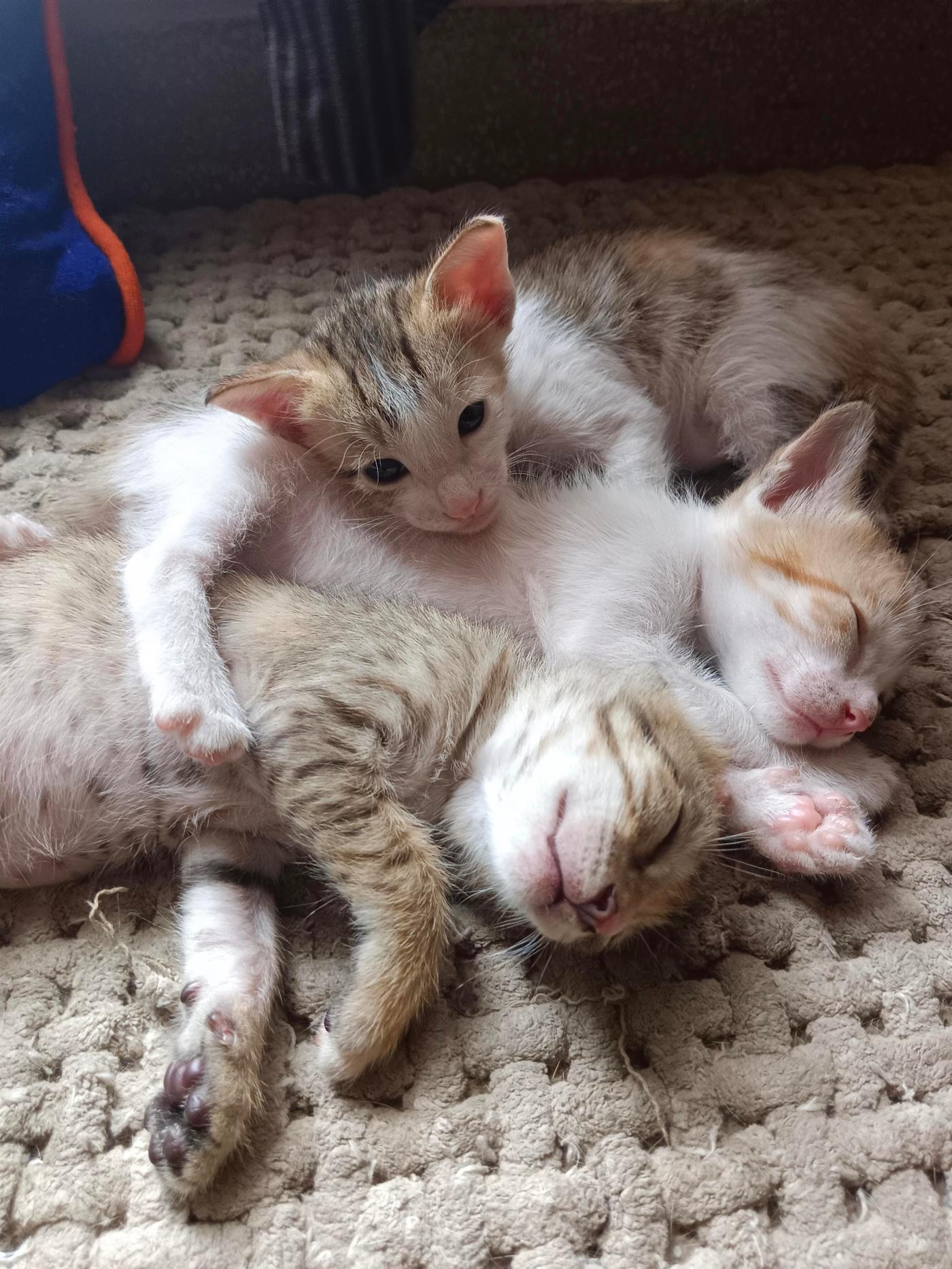 28-day-old Gurgaon kittens will be ready for adoption at 8 weeks — Delhi NCR