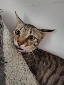 Maple, a 6-month-old grey kitten looking for a forever home