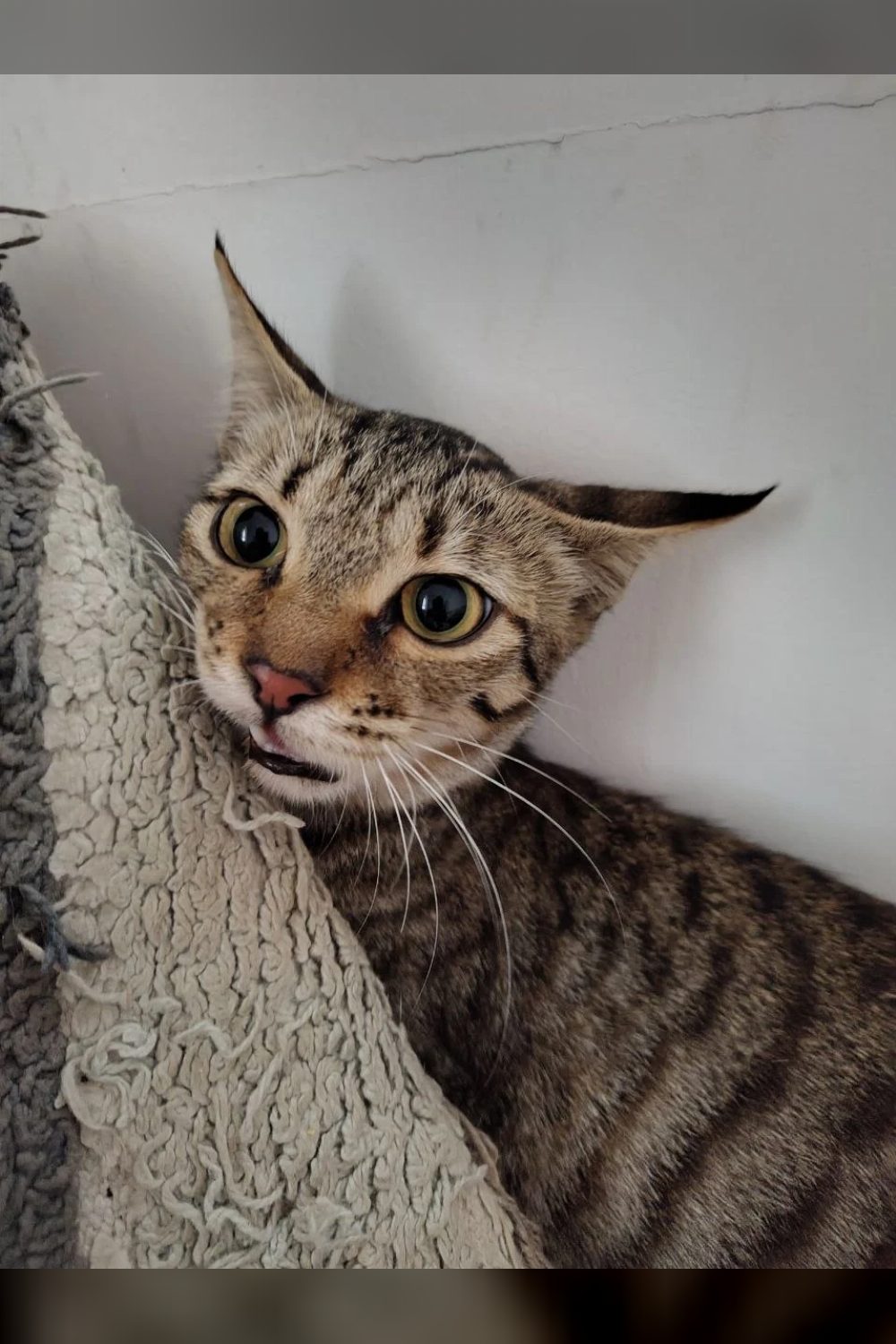Maple, a 6-month-old grey kitten looking for a forever home — Bengaluru