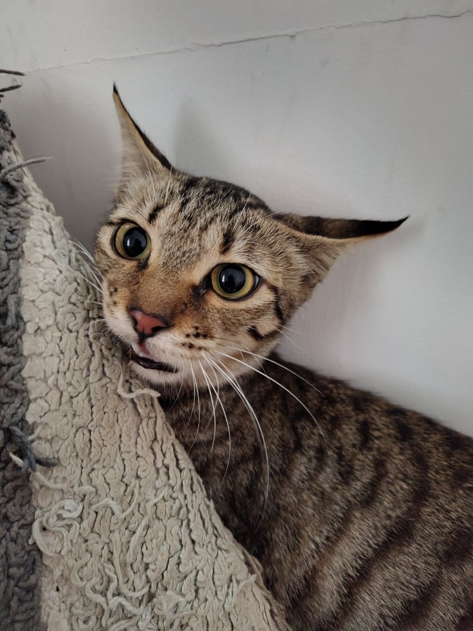 Maple, a 6-month-old grey kitten looking for a forever home — Bengaluru