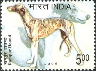 Rampur Greyhound illustrated on a 2005 India Post commemorative postage stamp