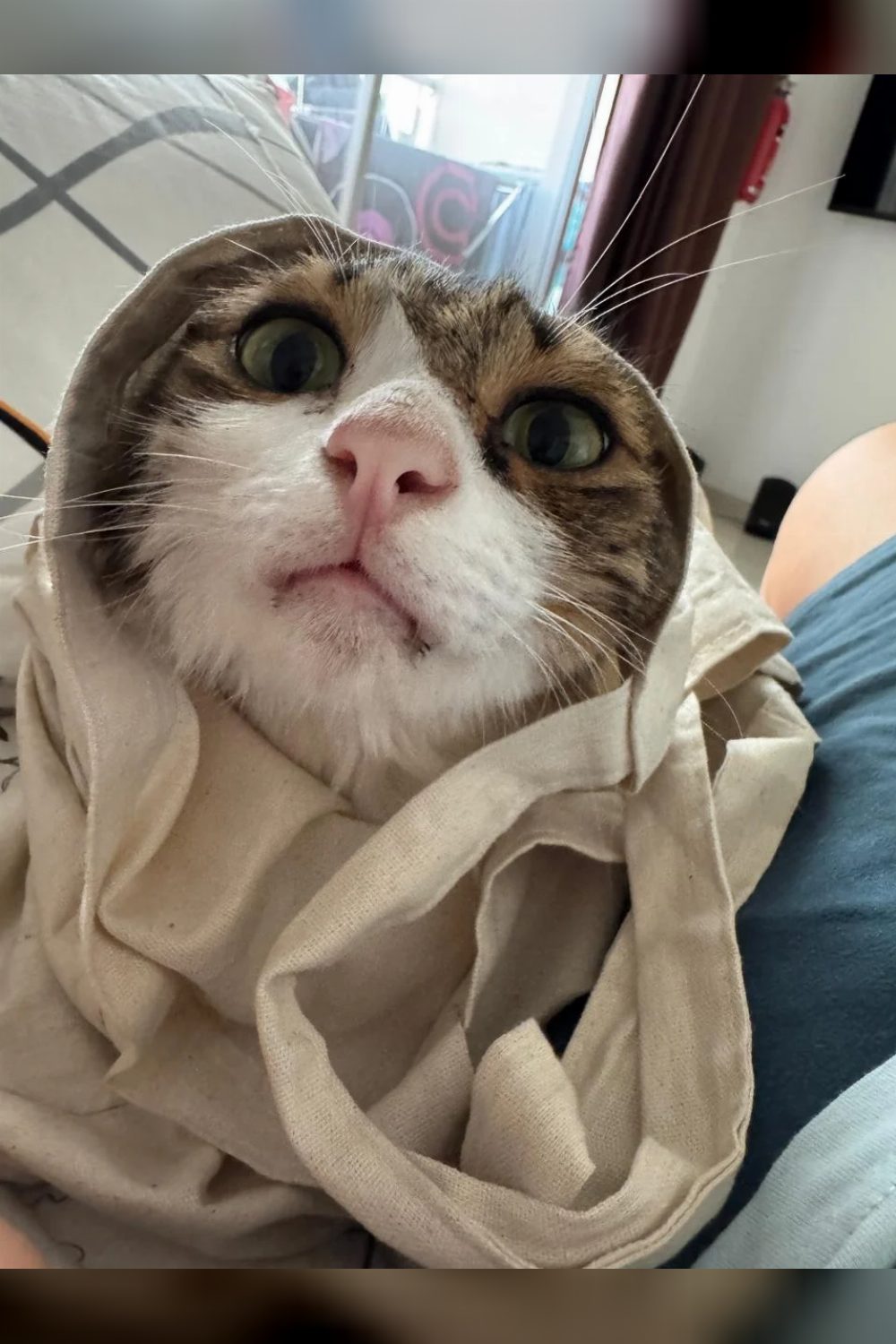 Poppy — 3-Year-Old Tabby Cat for Adoption — Pune