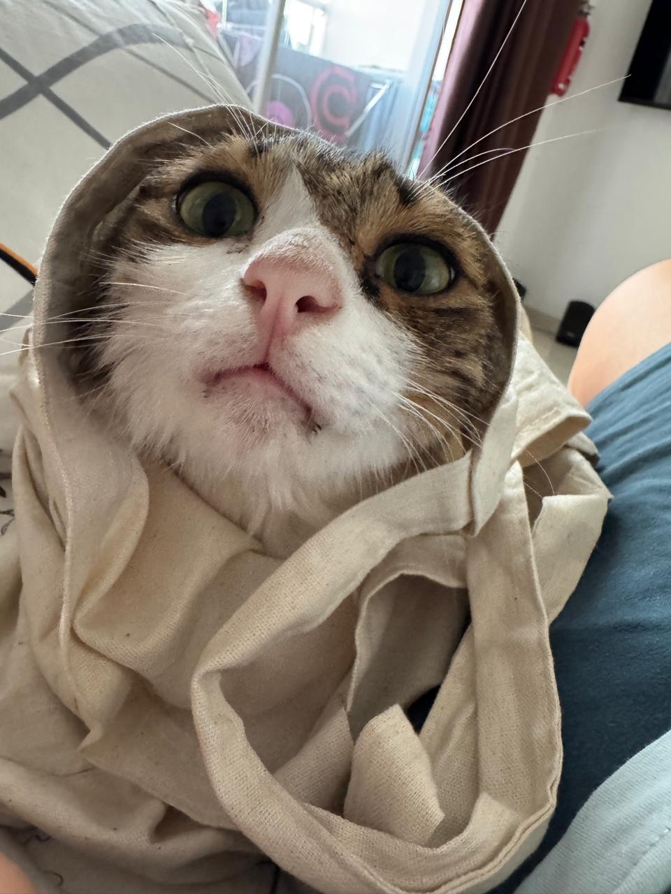 Poppy — 3-Year-Old Tabby Cat for Adoption — Pune
