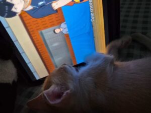 Kitten up for adoption in Kolkata, West Midnapore, Bankura, East Midnapore